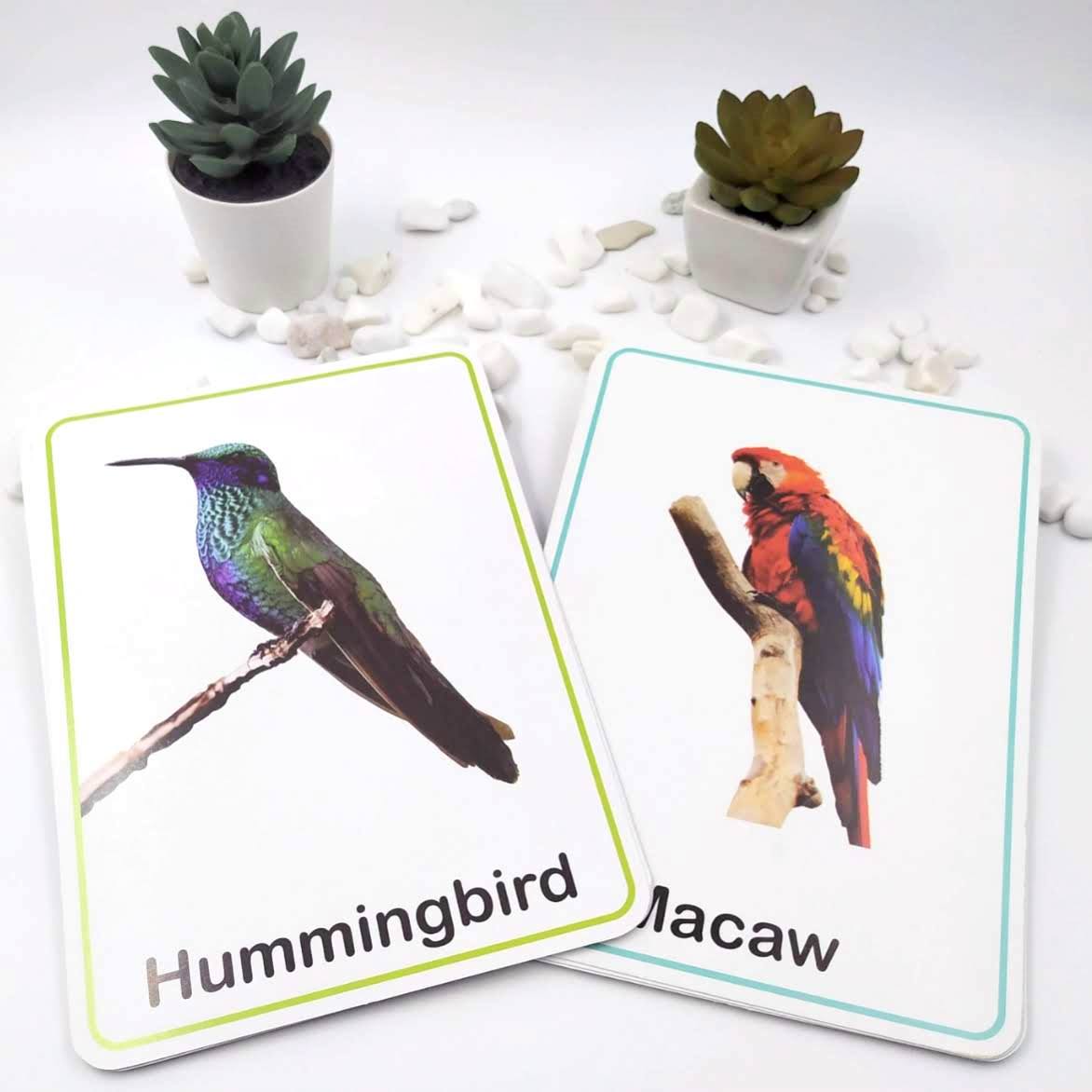 Meraki Babies Large Size All in One Alpabet, Numbers, Shapes & Colours, Vegetables & Birds and Animals & Birds Flashcards